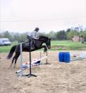 Petit cheval OC de 5 ans 