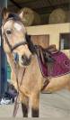 Poney par Rasmus 10 ans