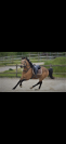 Poney par Rasmus 10 ans