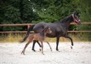Pouliniere hanovrienne noire 