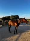 TRECE CAD, Potro PRE, 5 Años Entero