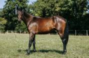 Poulain de 2 ans par Tenareze x Quality Bois Margot 