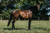 Poulain de 2 ans par Tenareze x Quality Bois Margot 