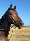 Irish Bay Gelding for sale