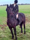 Irish Bay Gelding for sale