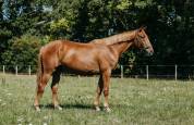 Anglo arabe de 2 ans origine CCE 5*