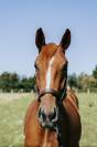 Anglo arabe de 2 ans origine CCE 5*