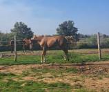 Intero PFS Pony Francese da Sella In vendita 2023 Sauro ,  Dragibus du rouget
