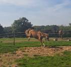 Intero PFS Pony Francese da Sella In vendita 2023 Sauro ,  Dragibus du rouget