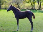  magnifique pouliche