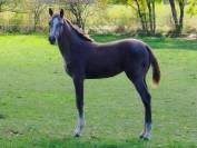  magnifique pouliche