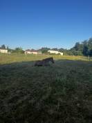 Pension pré avec abris - 33290 Blanquefort