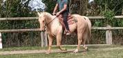 Hongre Quarter Horse Palomino