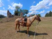 Hongre Quarter Horse Palomino