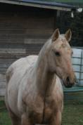 Hongre Quarter Horse Palomino
