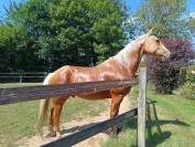 Hongre Quarter Horse Palomino
