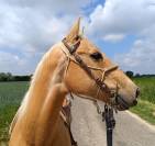 Hongre Quarter Horse Palomino