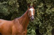 Hongre pur-sang 3ans 