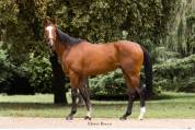 Hongre pur-sang 3ans 