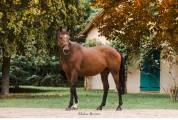 Gelding Thoroughbred For sale 2022 Bay