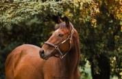 Gelding Thoroughbred For sale 2022 Bay