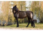 Gelding Thoroughbred For sale 2018 Bay