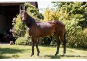 Gelding Thoroughbred For sale 2018 Bay