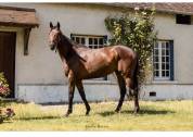 Caballo castrado Pura Sangre En venta 2018 Bayo