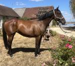Gelding Thoroughbred For sale 2020 Bay