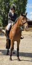 Hongre 5ans untouchable×quidam de revel