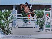 Hongre 5ans untouchable×quidam de revel