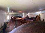 Semirimorchio Cavalli Iveco IVECO 1994 Occasione