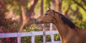 Equestrian property  Hérault