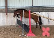 Poney Hors Cote