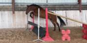 Poney Hors Cote
