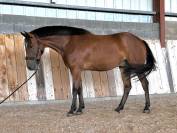 Poney Hors Cote