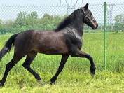 Magnifique hongre pur race espagnol 