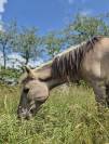 Jument Konik