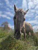 Jument Konik