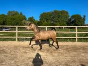 Pouliche Pure Race Espagnole