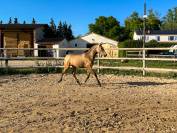 Pouliche Pure Race Espagnole
