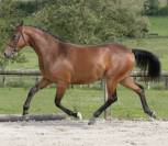 Libellule Mouche