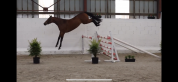 Libellule Mouche