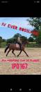 Jolie jument Poney Français de Selle, 7 ans
