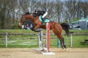 Yegua Silla Francés En venta 2012 Bayo por DAMIRO B