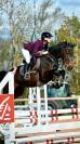 Cheval de 4 ans 