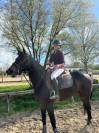 Cheval de 4 ans 