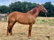 Hongre SF 3 ans 1.67 petit fils d'Intouchable
