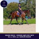 Hongre AQPS 1m70 env top cheval