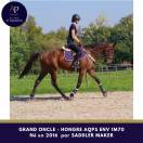 Hongre AQPS 1m70 env top cheval